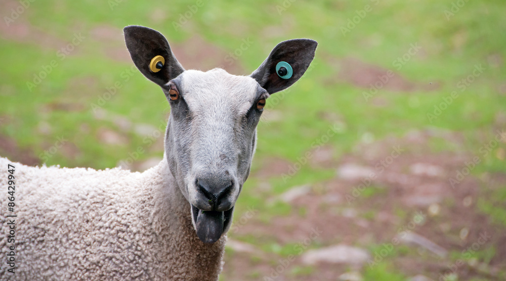 Obraz premium Bluefaced Leicester Sheep