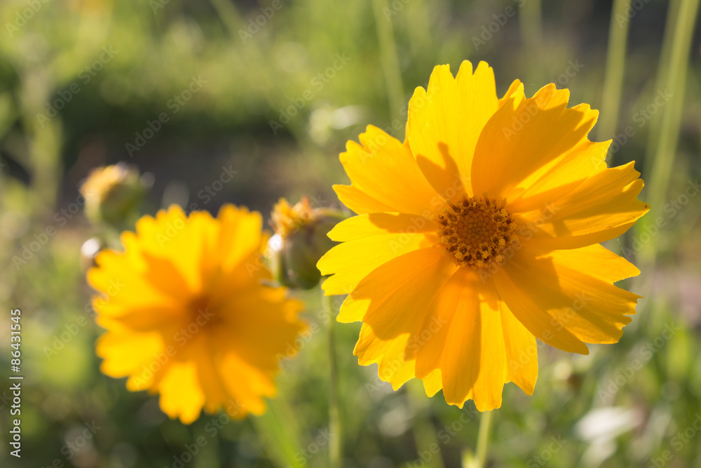 Yellow daisy Yellow daisy