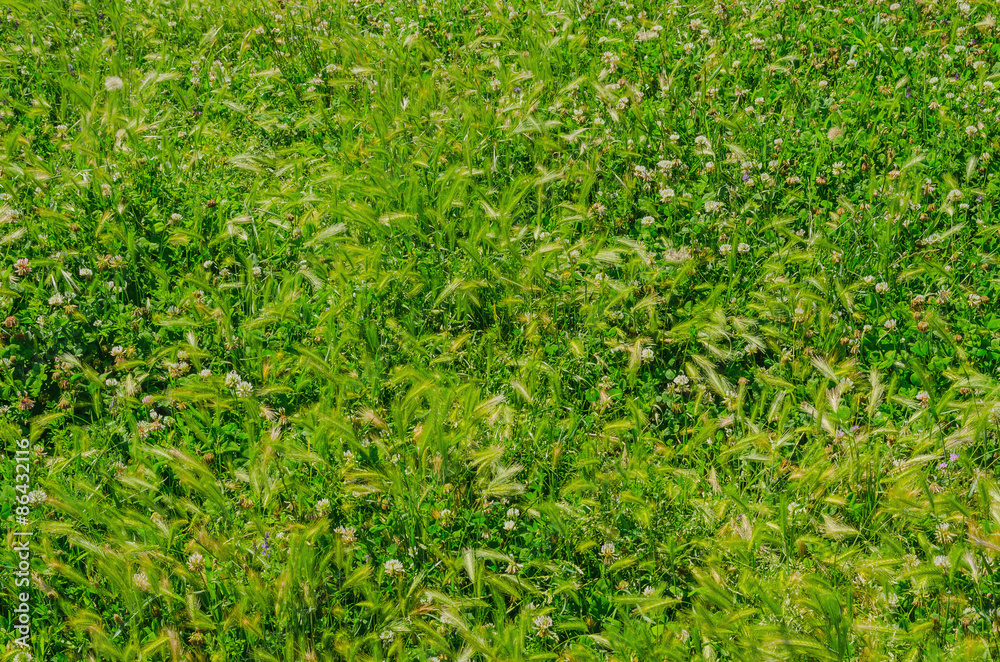 Natural green background Natural green background
