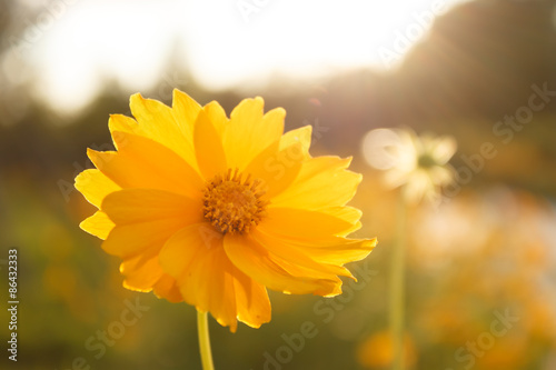 Yellow daisy © daizuoxin