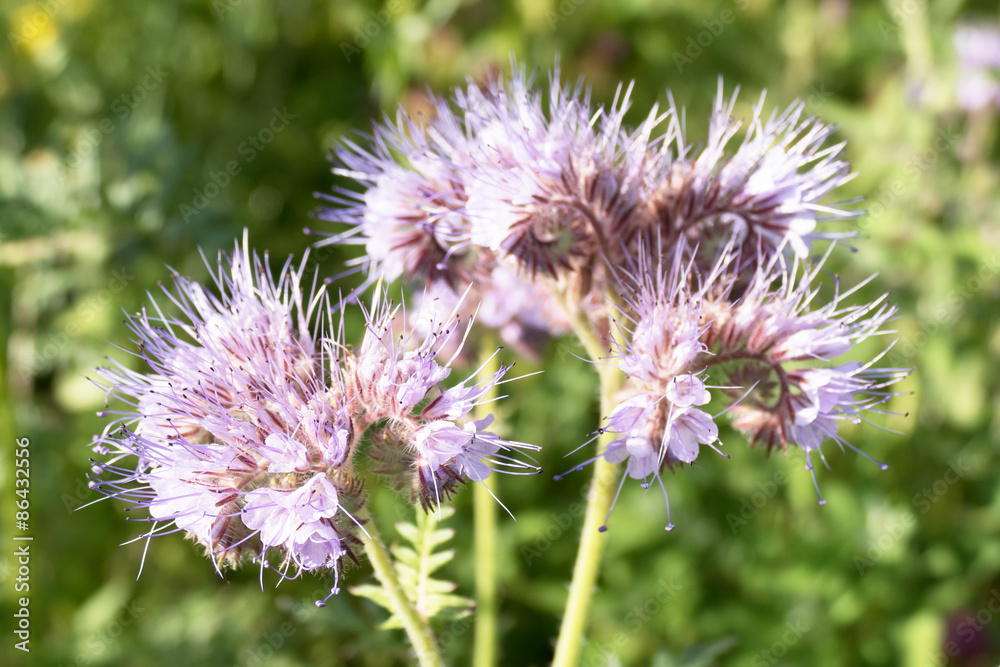 Flowers of Phacelia tanacetifolia. Flowers of Phacelia tanacetifolia.