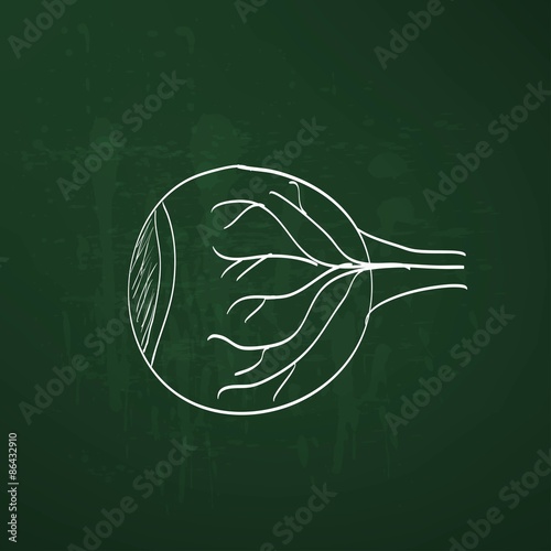 eye anatomy chalk painted on the chalkboard vector illustration
