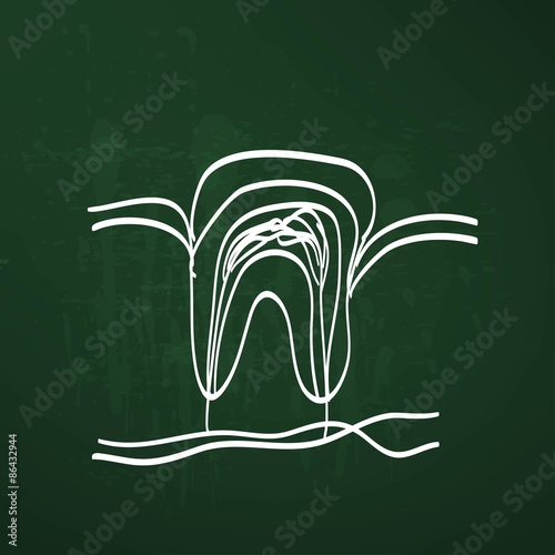 tooth anatomy chalk painted on the chalkboard vector illustration