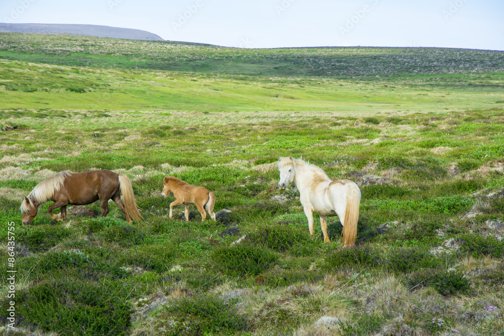 Icelandic horse on the pasture