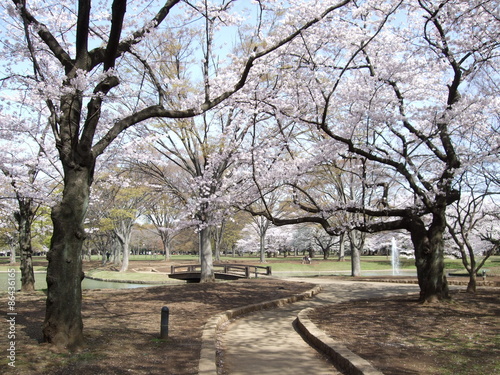 桜が咲く春の代々木公園　Yoyogi Park