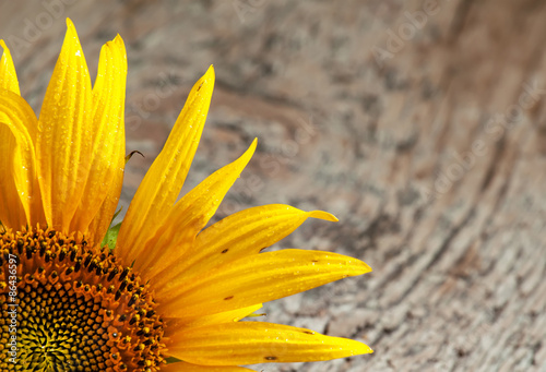 Beautiful sunflower on old wooden table  selective focus