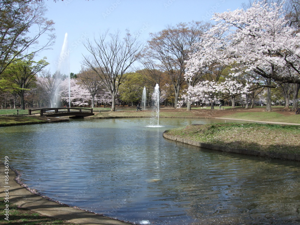 桜が咲く春の代々木公園（噴水池）　Yoyogi Park (Water scenery facilities)