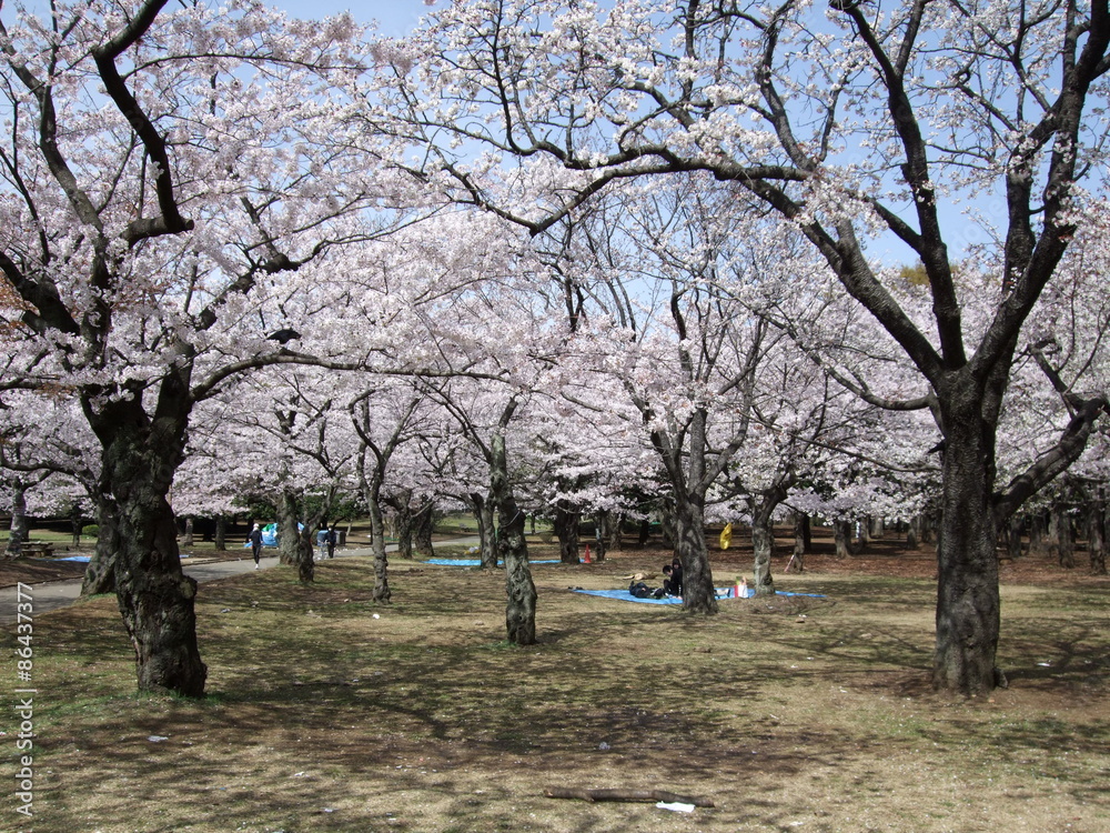 桜が咲く春の代々木公園 桜の園 Yoyogi Park Cherry Garden Stock Photo Adobe Stock