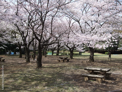 桜が咲く春の代々木公園（桜の園）　Yoyogi Park (Cherry garden)