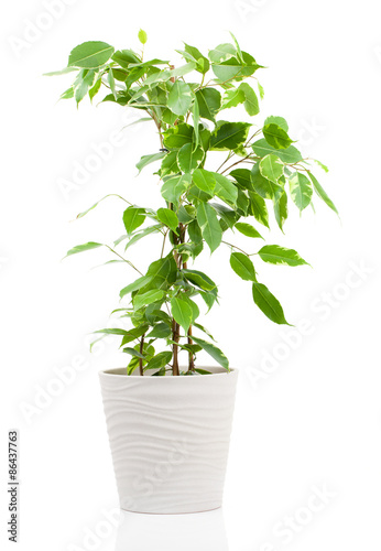 Ficus benjamina in flowerpot isolated on white background.