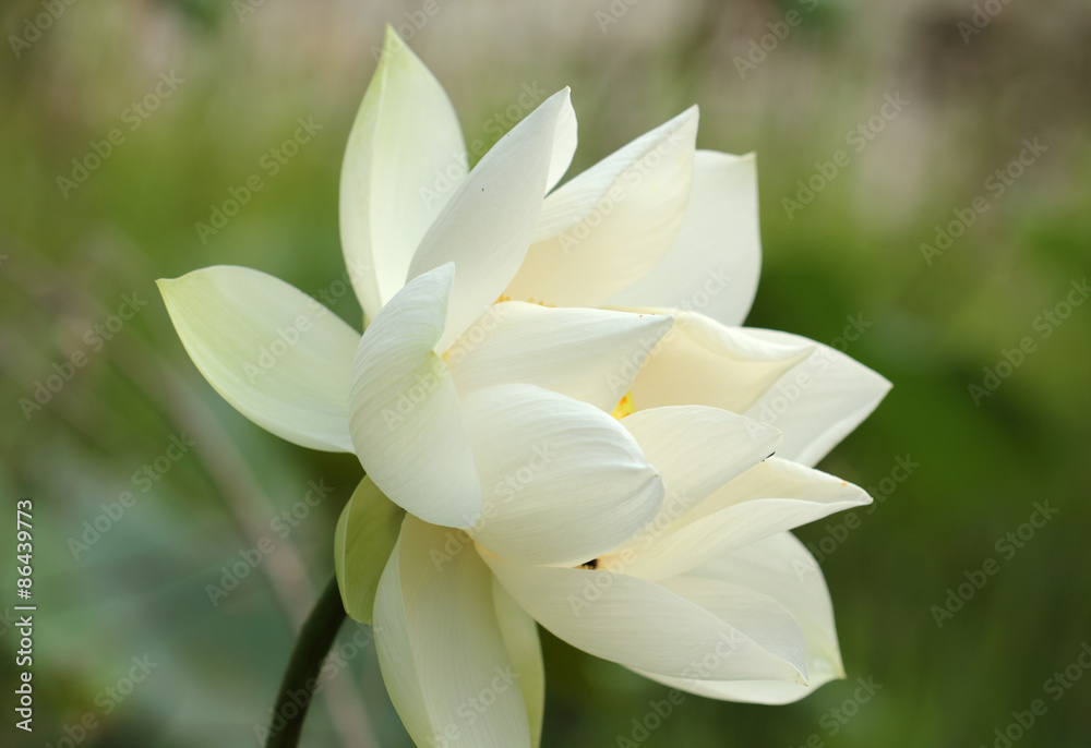 White lotus