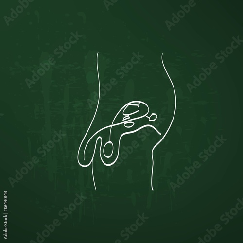 Male reproductive system sketch