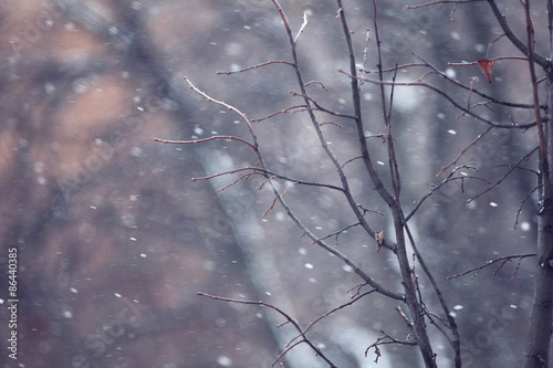 background macro tree winter