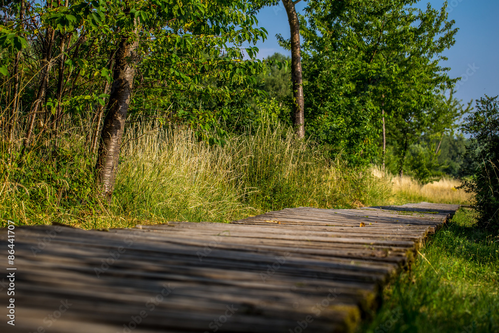 Wandersteg im Ober-Olmer Wald Wandersteg im Ober-Olmer Wald
