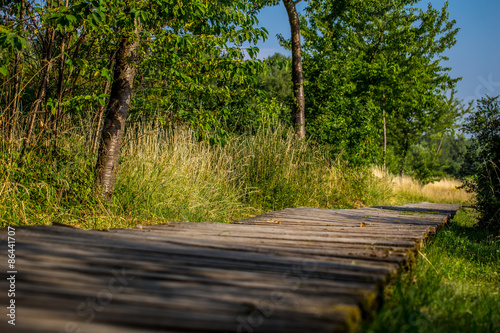 Wandersteg im Ober-Olmer Wald