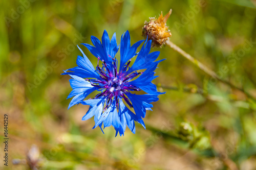 Cornflower