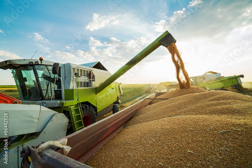 Combine harvester in action on wheat field, unloading grains photo