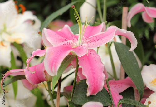beautiful pink lily in a garden