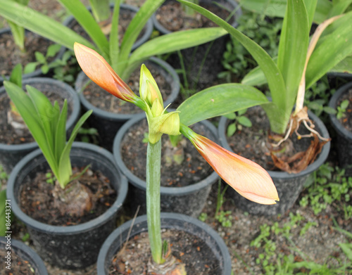Hippeastrum  flower thailand name wan si tid