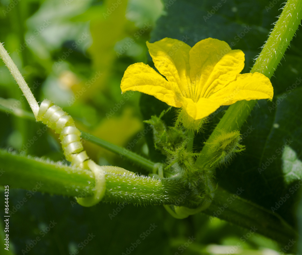 Fototapeta premium Cucumber Vine and Flower