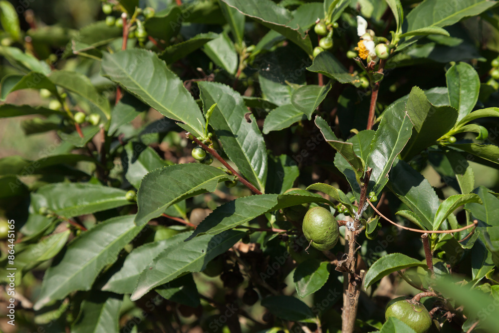 tea plants in northeastern Turkey tea plants in northeastern Turkey