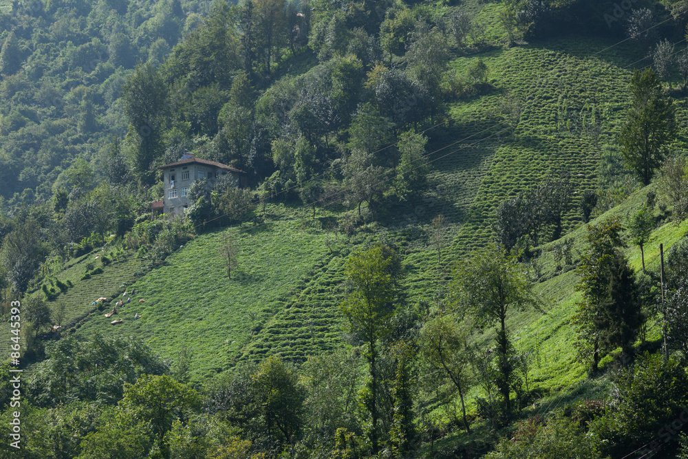 tea plantations in northeastern Turkey