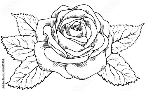 beautiful rose in the style of black and white engraving.