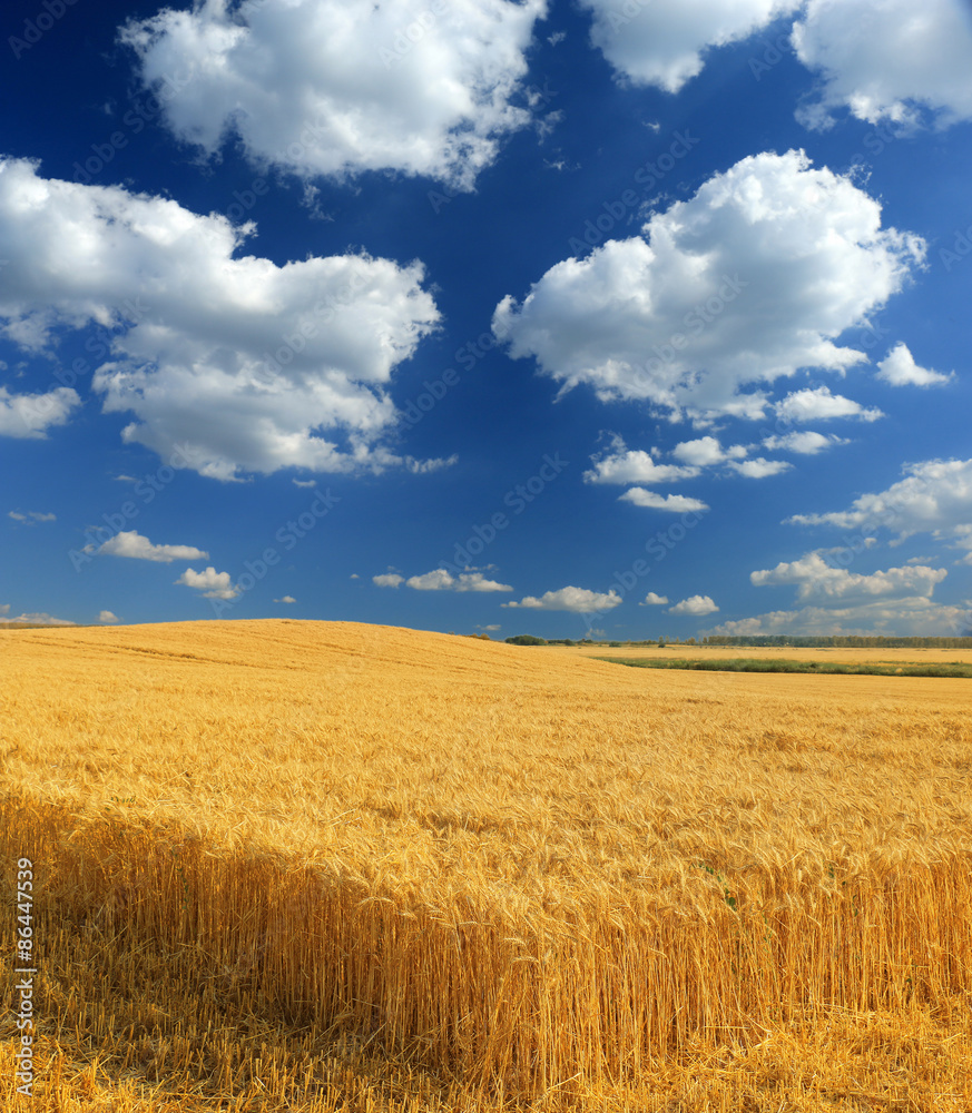 wheat and blue sky