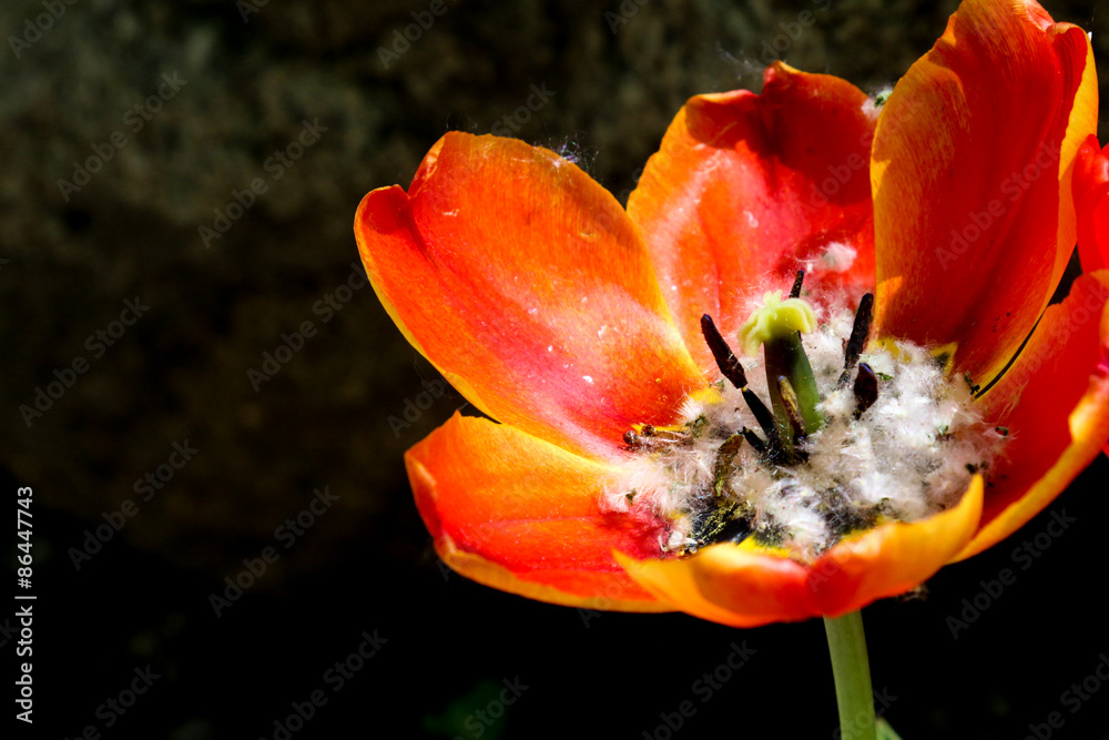 Open tulip filled with the fluffy cotton-like seeds of aspen trees Open tulip filled with the fluffy cotton-like seeds of aspen trees