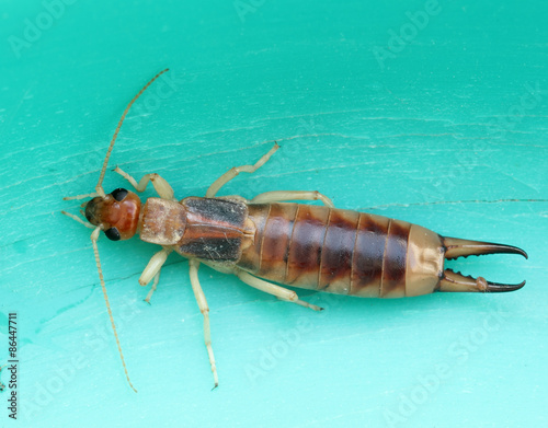Earwig