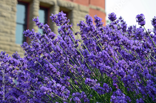 Fototapeta Naklejka Na Ścianę i Meble -  Purple lavender flowers