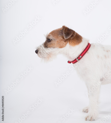 Jack Russell Terrier profile on white background.