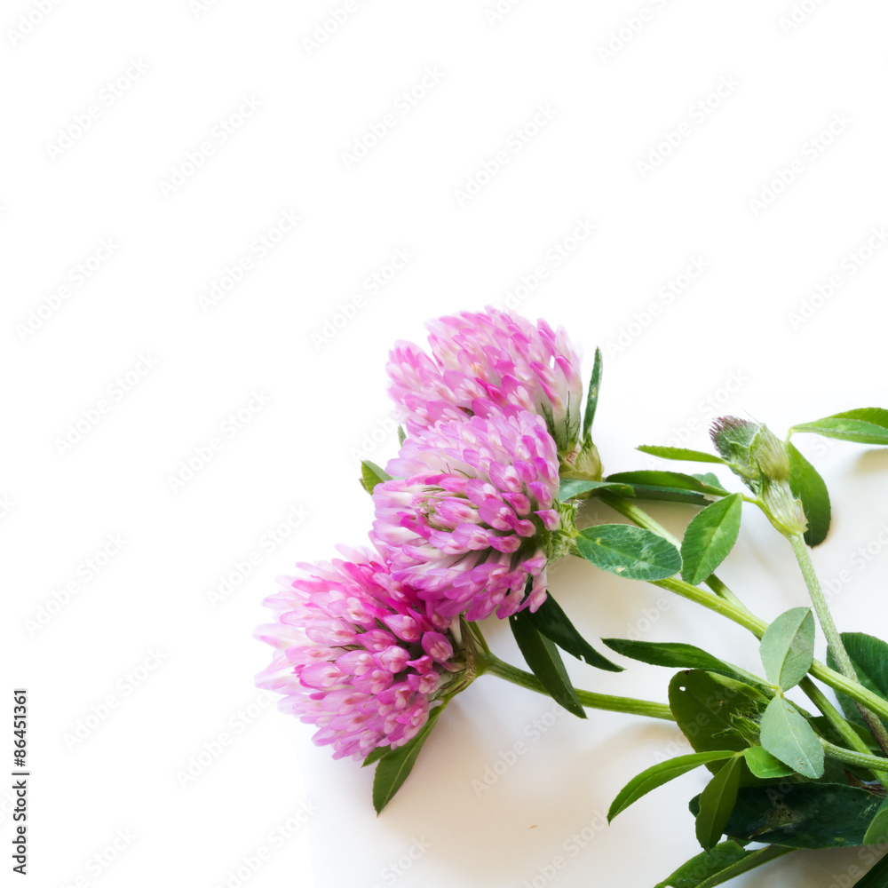 Red clover flower