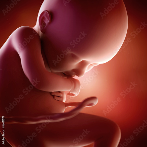 medical accurate 3d illustration of a fetus week 36 photo
