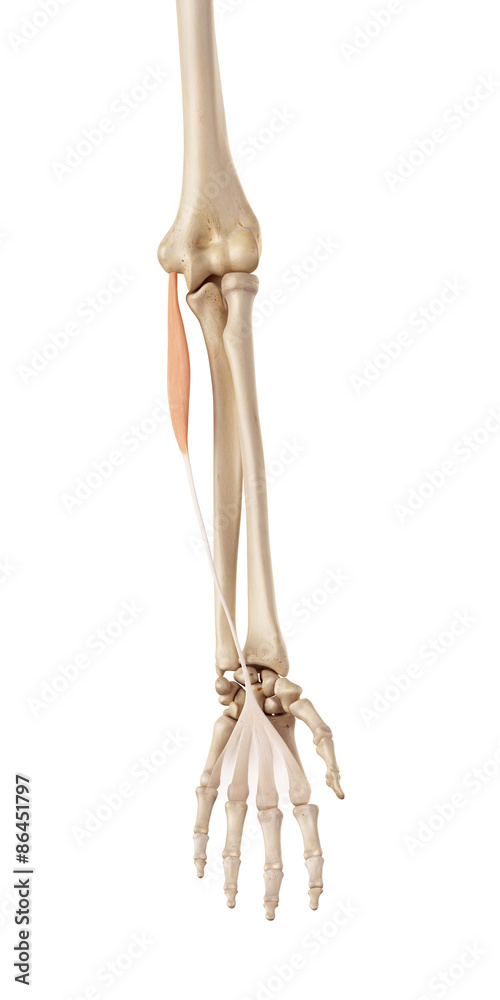 medical accurate illustration of the palmaris longus