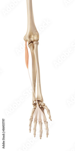 medical accurate illustration of the palmaris longus photo