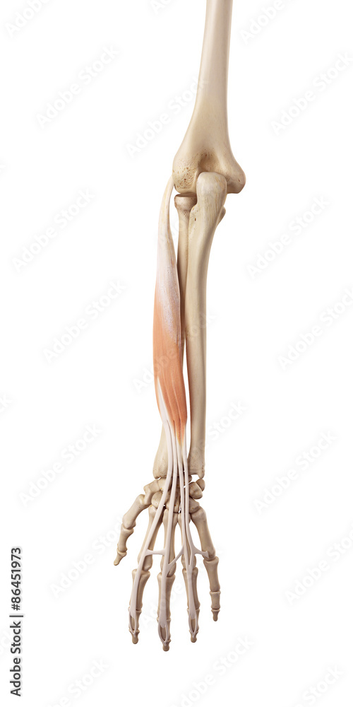 medical accurate illustration of the extensor digitorum medical accurate illustration of the extensor digitorum