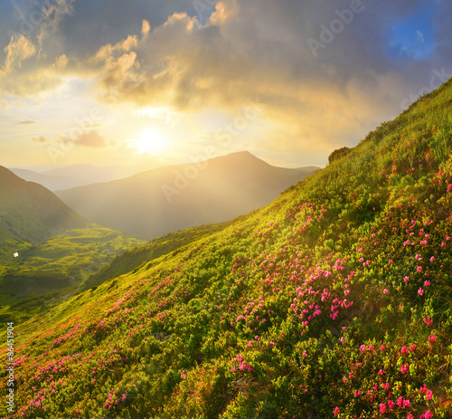 Flowers in summer mountains