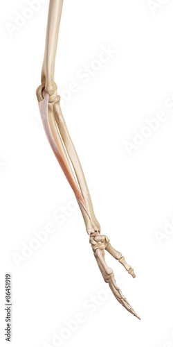 medical accurate illustration of the flexor carpi ulnaris photo