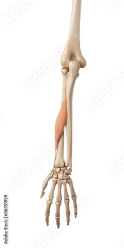 medical accurate illustration of the abductor pollicis longus