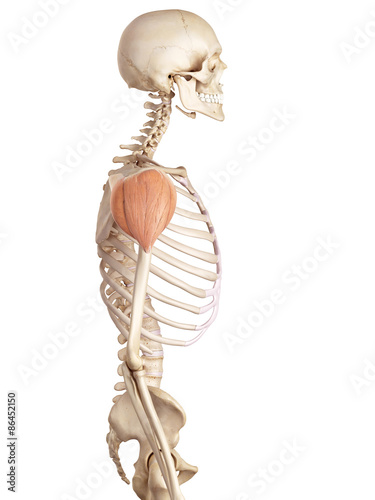 medical accurate illustration of the deltoid