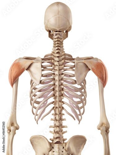medical accurate illustration of the deltoid photo