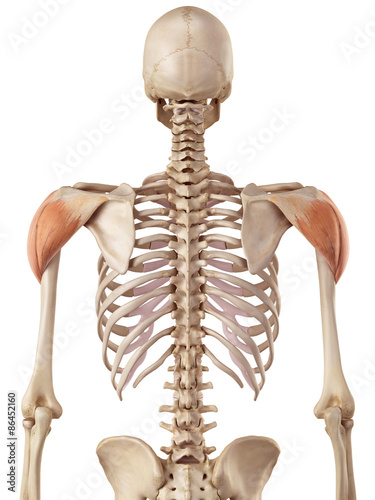 medical accurate illustration of the deltoid