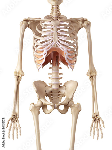 medical accurate illustration of the diaphragm photo