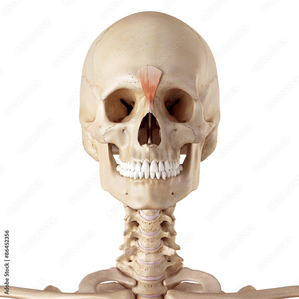 medical accurate illustration of the procerus medical accurate illustration of the procerus