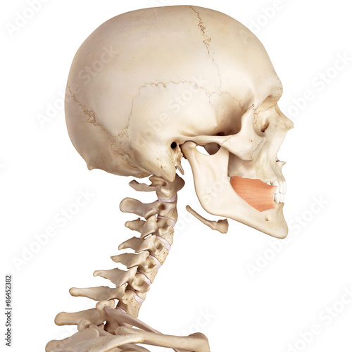 medical accurate illustration of the buccinator