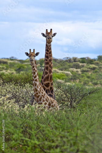 Canvas Print Namibia,giraffes (giraffa camelopardalis) in the Omaruru reserve