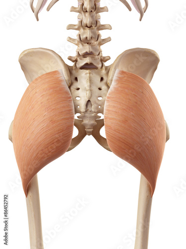 Fényképezés medical accurate illustration of the gluteus maximus