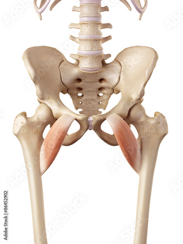 medical accurate illustration of the pectineus photo