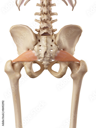 medical accurate illustration of the piriformis photo